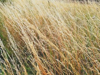 Full frame shot of wheat field