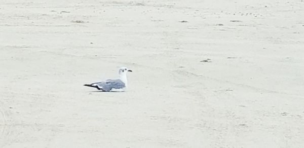 High angle view of seagull on snow covered land