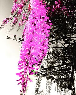 Low angle view of pink flowers