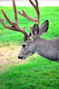 View of deer on field