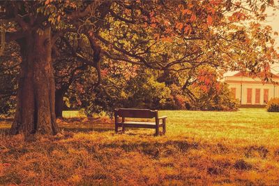 Bench in park during autumn