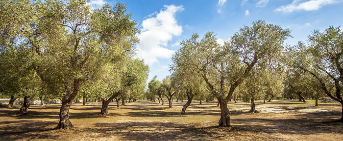 Trees on field against sky