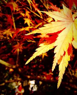 Close-up of maple leaves