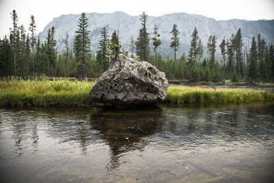 Yellowstone national park rock with growing tree