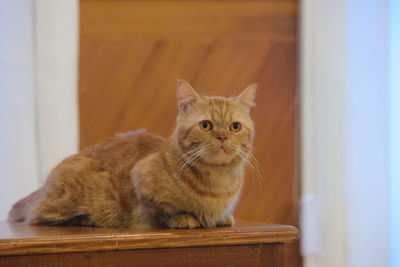 Portrait of a cat relaxing at home