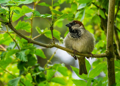 Bird perching on a branch