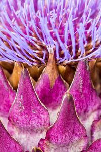 Close-up of pink flowers