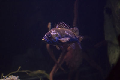 Fish swimming in sea