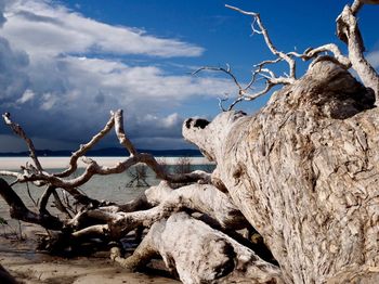 Driftwood on rock by sea against sky