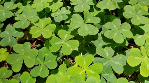 High angle view of green leaves