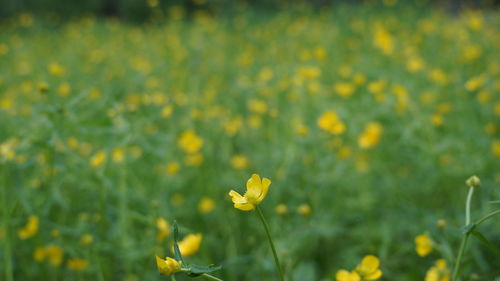 Close-up of yellow flowering plant on field