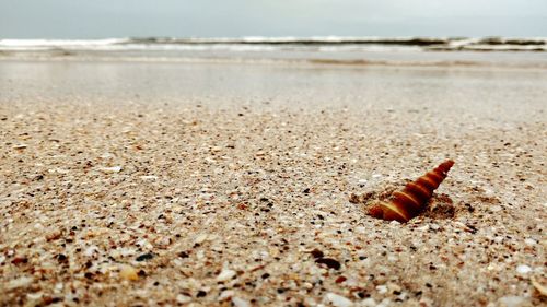 Surface level of shell on beach