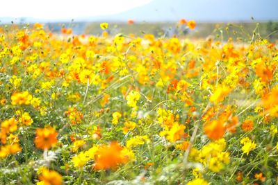 Close-up of yellow flowering plants on field