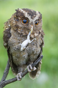 Close-up of owl perching on branch