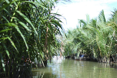 View of palm trees on countryside landscape