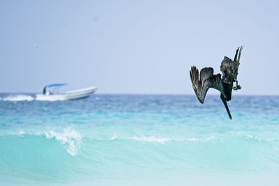 View of a pelican attacking fish in sea, shown  against sky