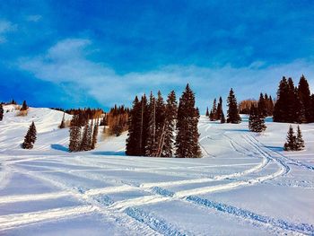 Snow covered land and trees against sky