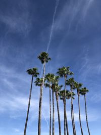 Low angle view of palm trees against sky