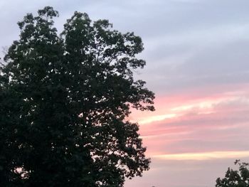 Low angle view of silhouette tree against sky during sunset