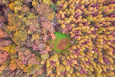 Full frame shot of tree