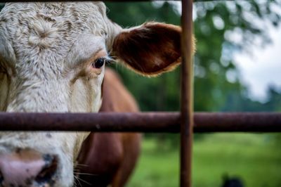 Close-up of a cow looking through a gate. 