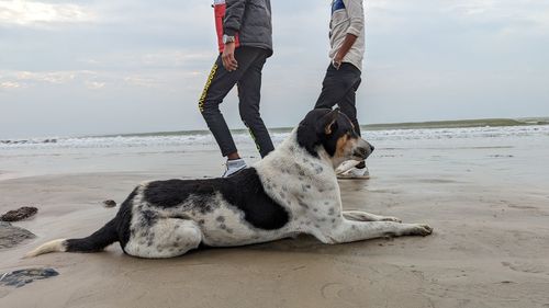 dog