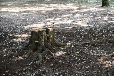 Tree trunks in field