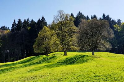 Trees on field against sky