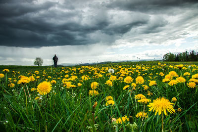 Yellow flowers on field