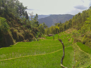 Scenic view of agricultural field against sky