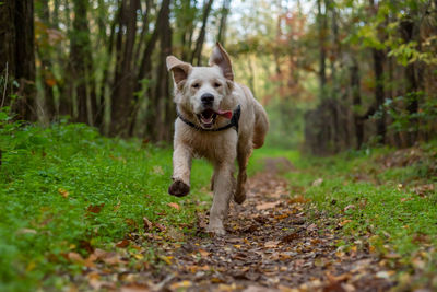 Dog running on field