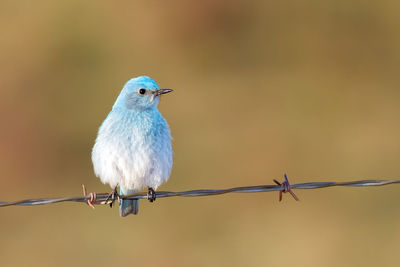 Close-up of bird perching on barbed wire