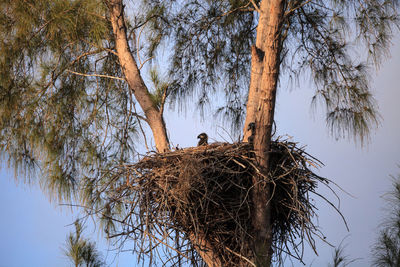 Low angle view of bird perching on tree against sky