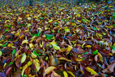 Full frame shot of autumn leaves