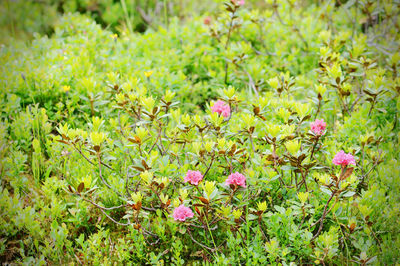 High angle view of pink flowering plants growing on field