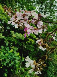 Close-up of pink flowers blooming on tree