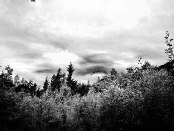 Low angle view of trees against sky in forest