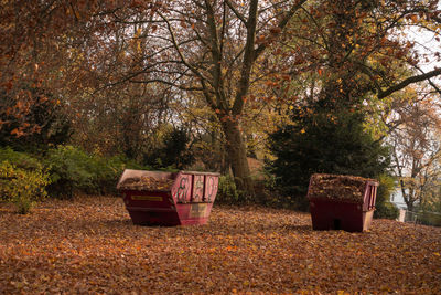 Trees in park