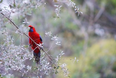 Close-up of bird perching on branch