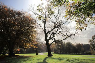 Trees in park during autumn