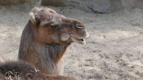 Close-up of a camel on field