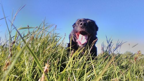 Dog sticking out tongue against sky