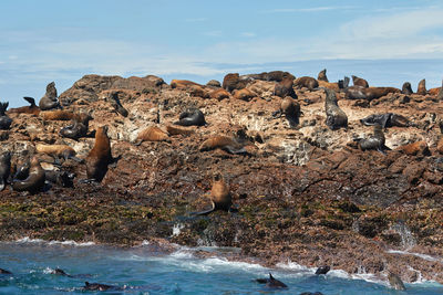 Cape fur seals at bird island in the algoa bay