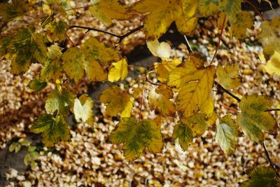 Close-up of leaves