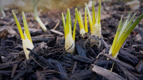 Close-up of plant growing on field
