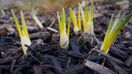 Young sprouts emerging from grey forest bed