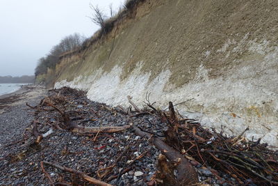 Driftwood on beach by sea during winter