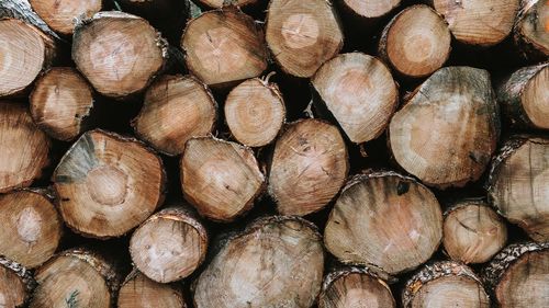 Full frame shot of logs in forest