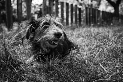 Close-up of dog in grass