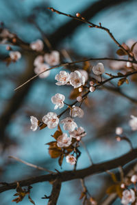 Close-up of cherry blossoms in spring